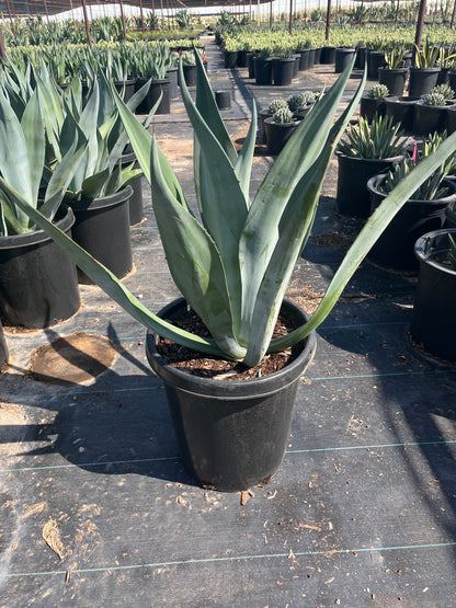 Big Boy Smooth Edge Agave CCF