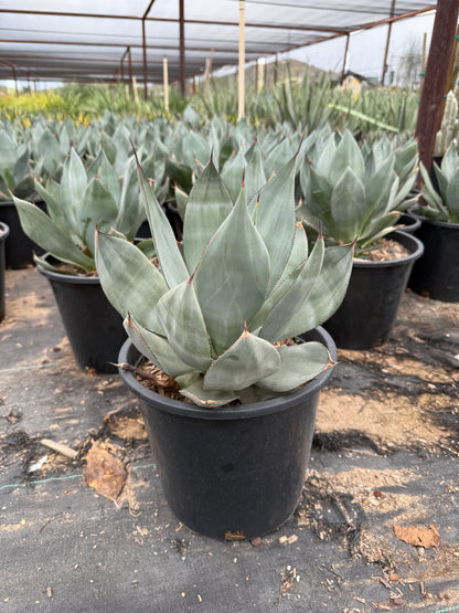 Agave celsii 'nova'