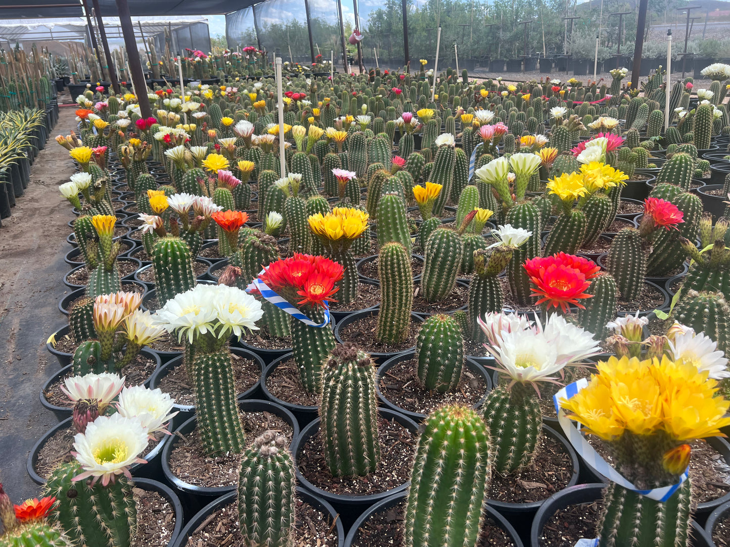 Pink Hybrid Argentine