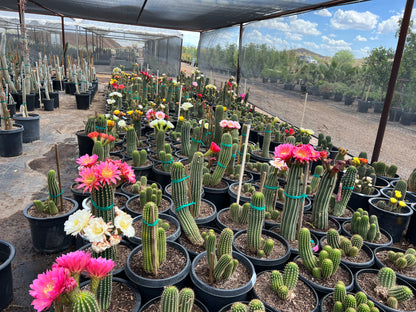 Pink Hybrid Argentine