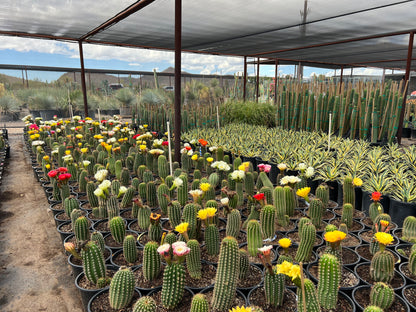 Pink Hybrid Argentine