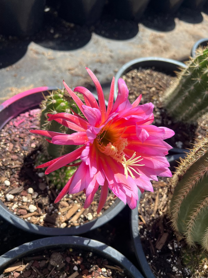 Pink Hybrid Argentine