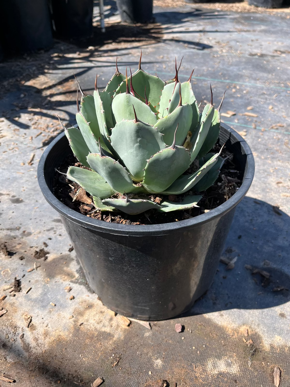 Artichoke Agave