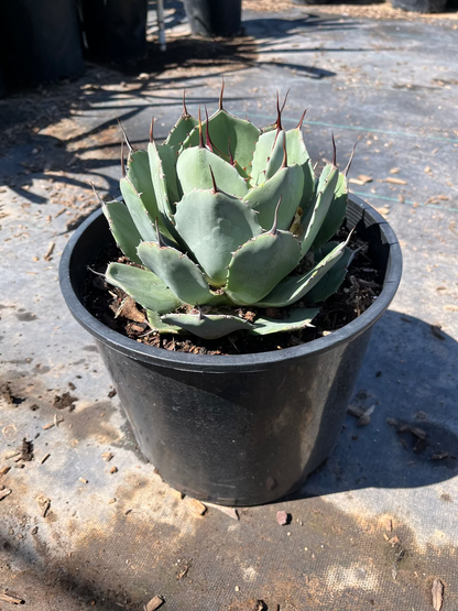 Artichoke Agave