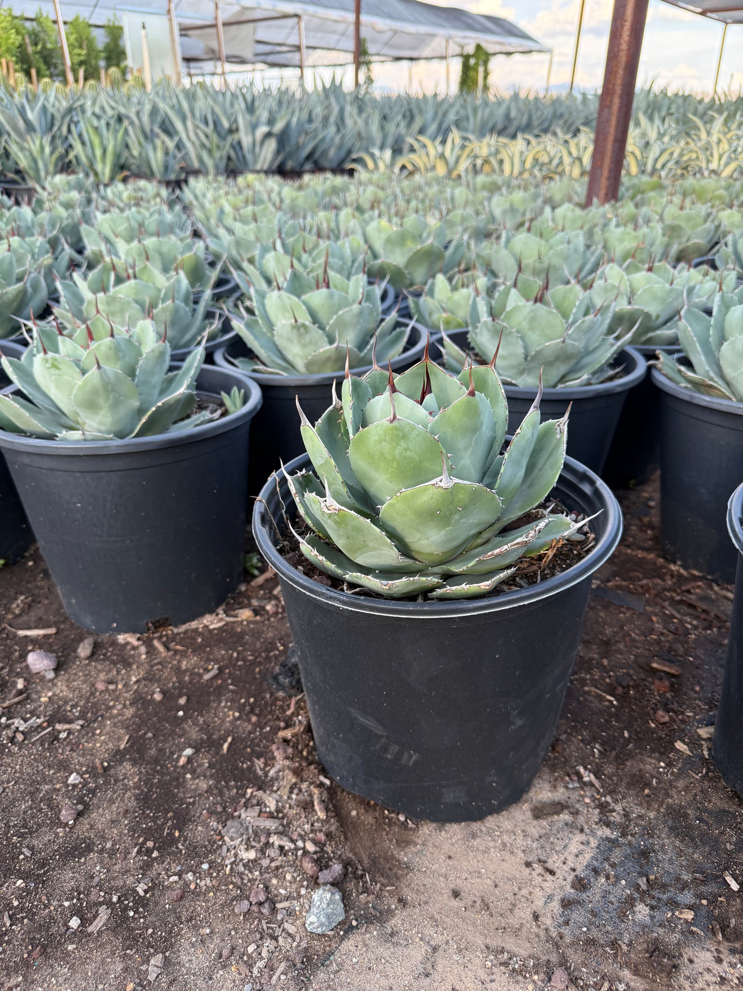 Artichoke Agave