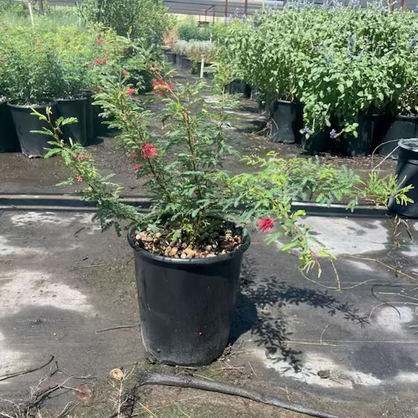 5 gallon Baja Fairy Duster (Calliandra californica) with red blooms in nursery — Phoenix, AZ