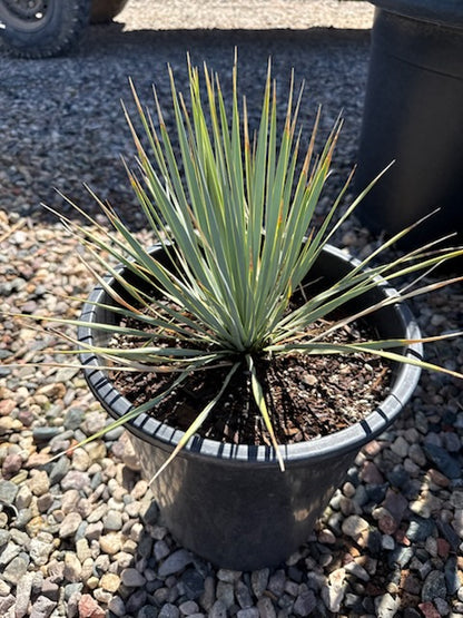 Beaked Yucca
