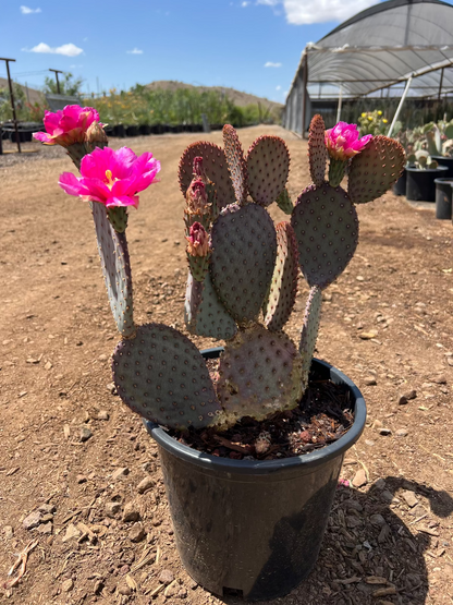 Beaverita Prickly Pear