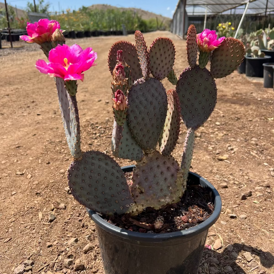 5 gallon Beaverita Prickly Pear (Opuntia basilaris x violacea) with magenta blooms in nursery pot — Phoenix, AZ