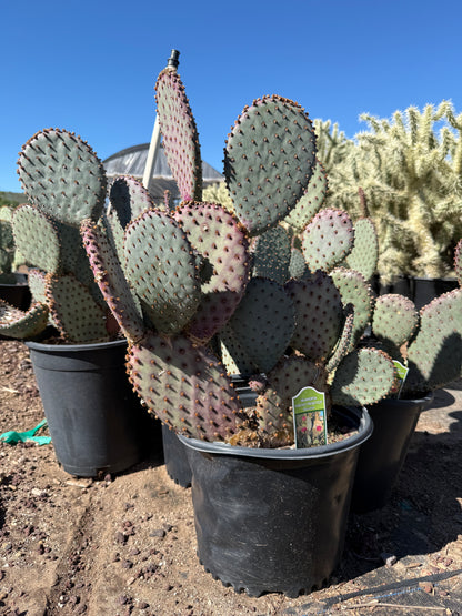 Beaverita Prickly Pear