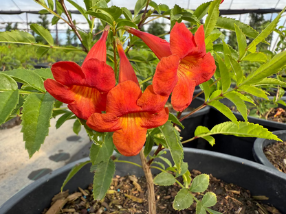 Bells of Fire (Tecoma) bright red trumpet flowers in 5 gallon pot — Phoenix, AZ