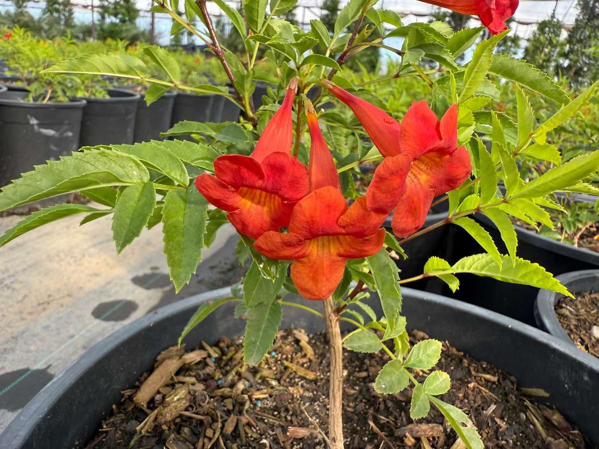 Bells of Fire (Tecoma) red tubular flowers close-up in 5 gallon nursery pot — Phoenix, AZ