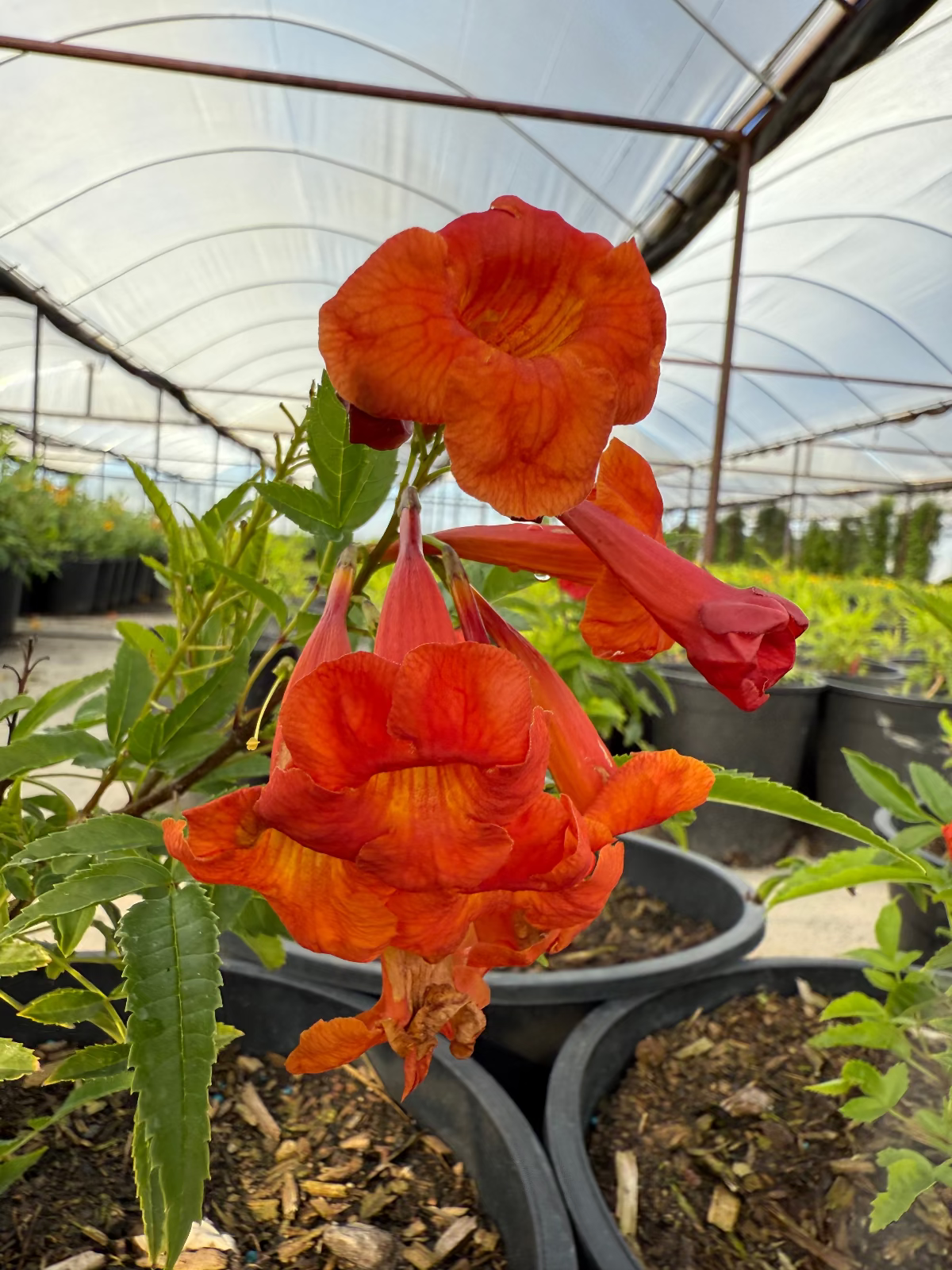 5 gallon Bells of Fire (Tecoma) orange-red trumpet blooms in greenhouse — Phoenix, AZ