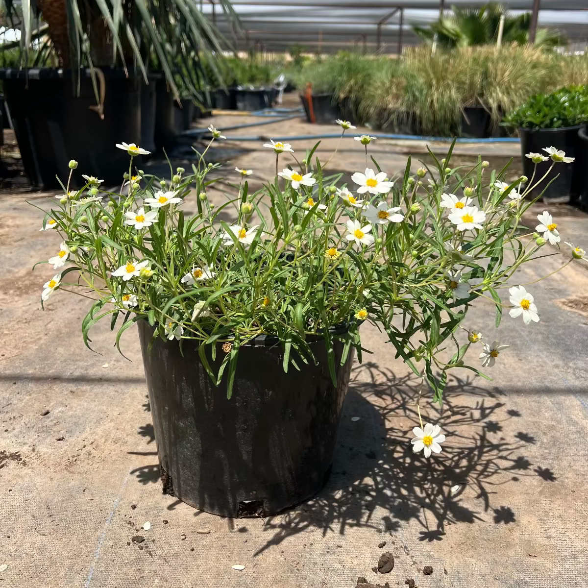 Blackfoot Daisy 5 gallon