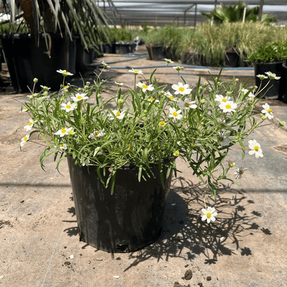 Blackfoot Daisy 5 gallon