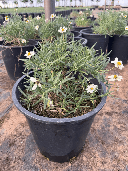 Blackfoot Daisy 5 gallon
