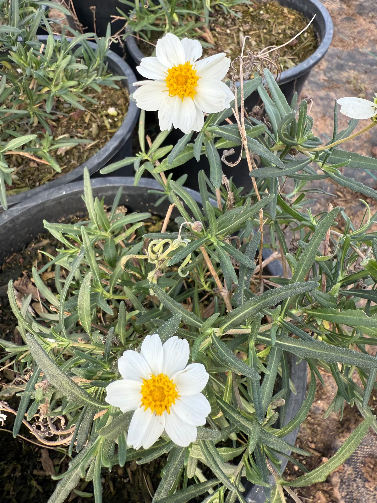 desert daisy succulent Blackfoot Daisy Phoenix, AZ | Melampodium leucanthum