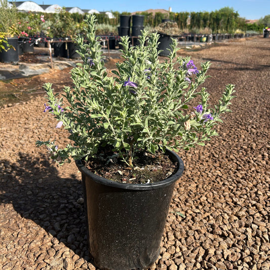 AZ Blue Bells Emu Bush
