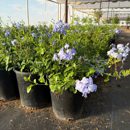 Blue Cape Plumbago