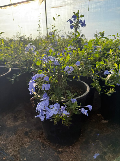 Blue Cape Plumbago