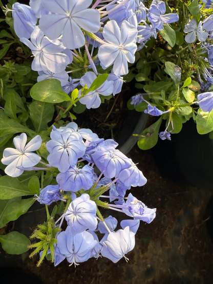 Blue Cape Plumbago