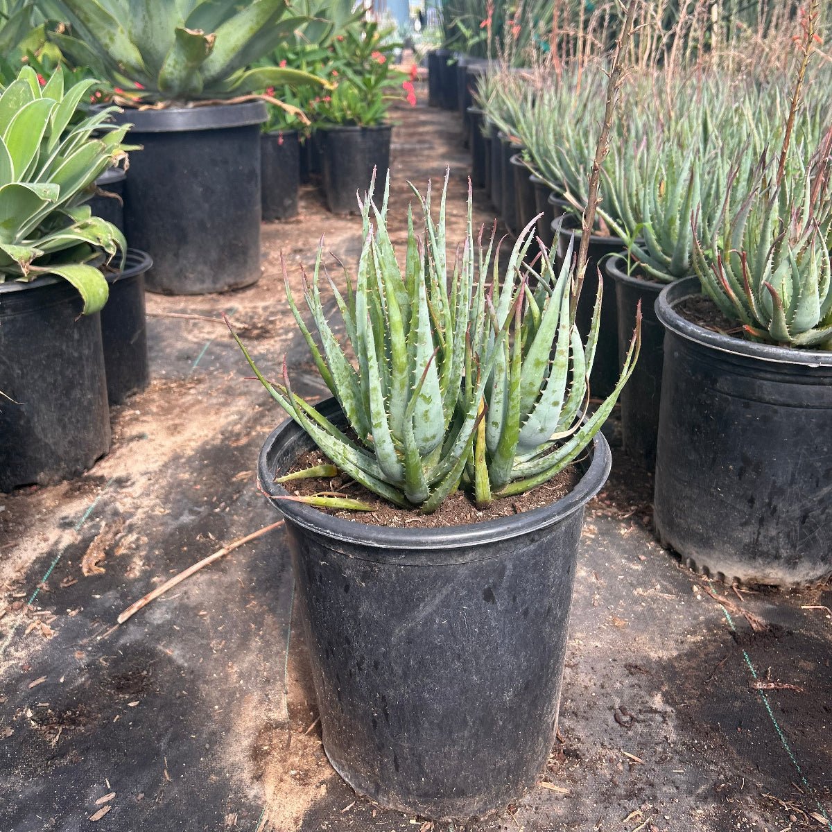 where to buy an aloe vera plant near me Buy Blue Elf Aloe Phoenix, AZ | Aloe 'Blue Elf'