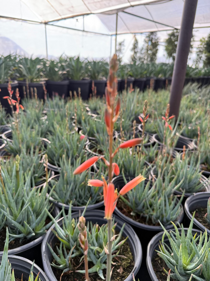 blue elf aloe vera plant Buy Blue Elf Aloe Phoenix, AZ | Aloe 'Blue Elf'