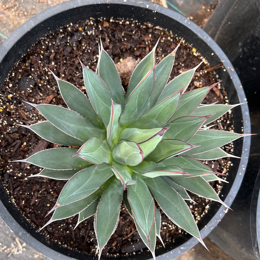 Blue Ember Agave