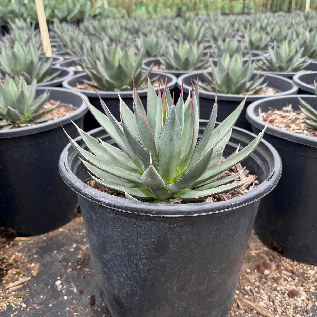 Blue Ember Agave