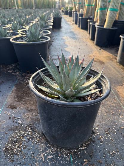 Blue Ember Agave
