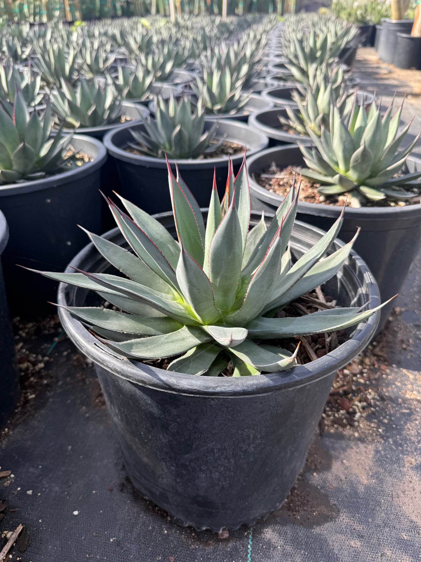Blue Ember Agave