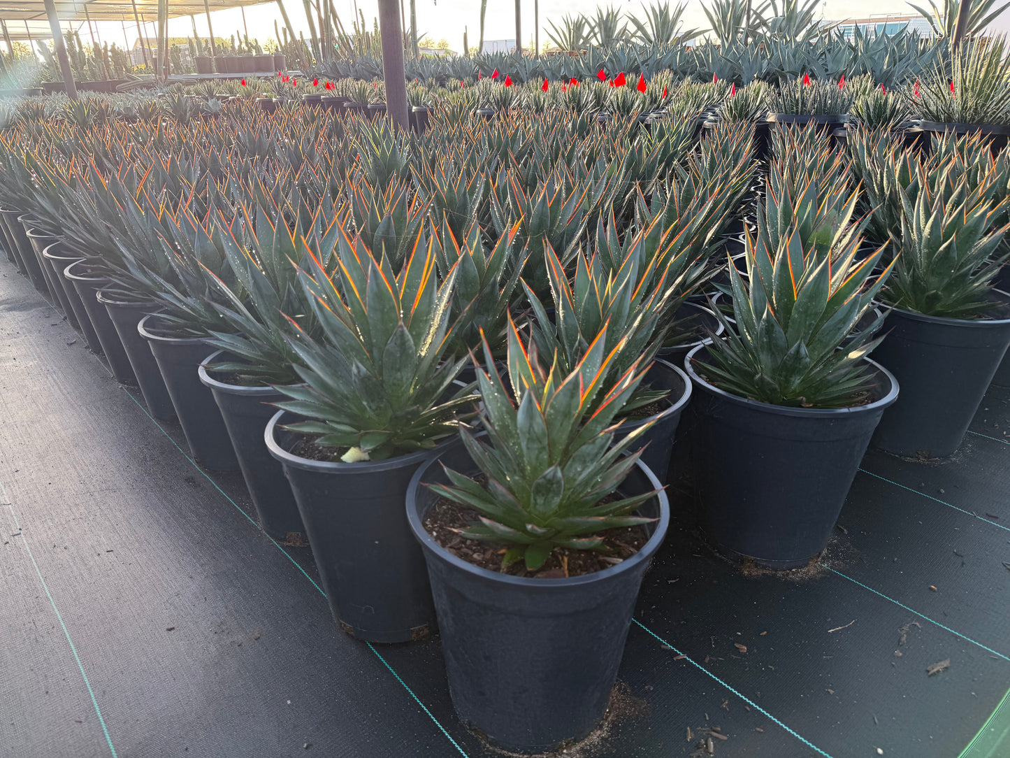 Blue Glow Agave