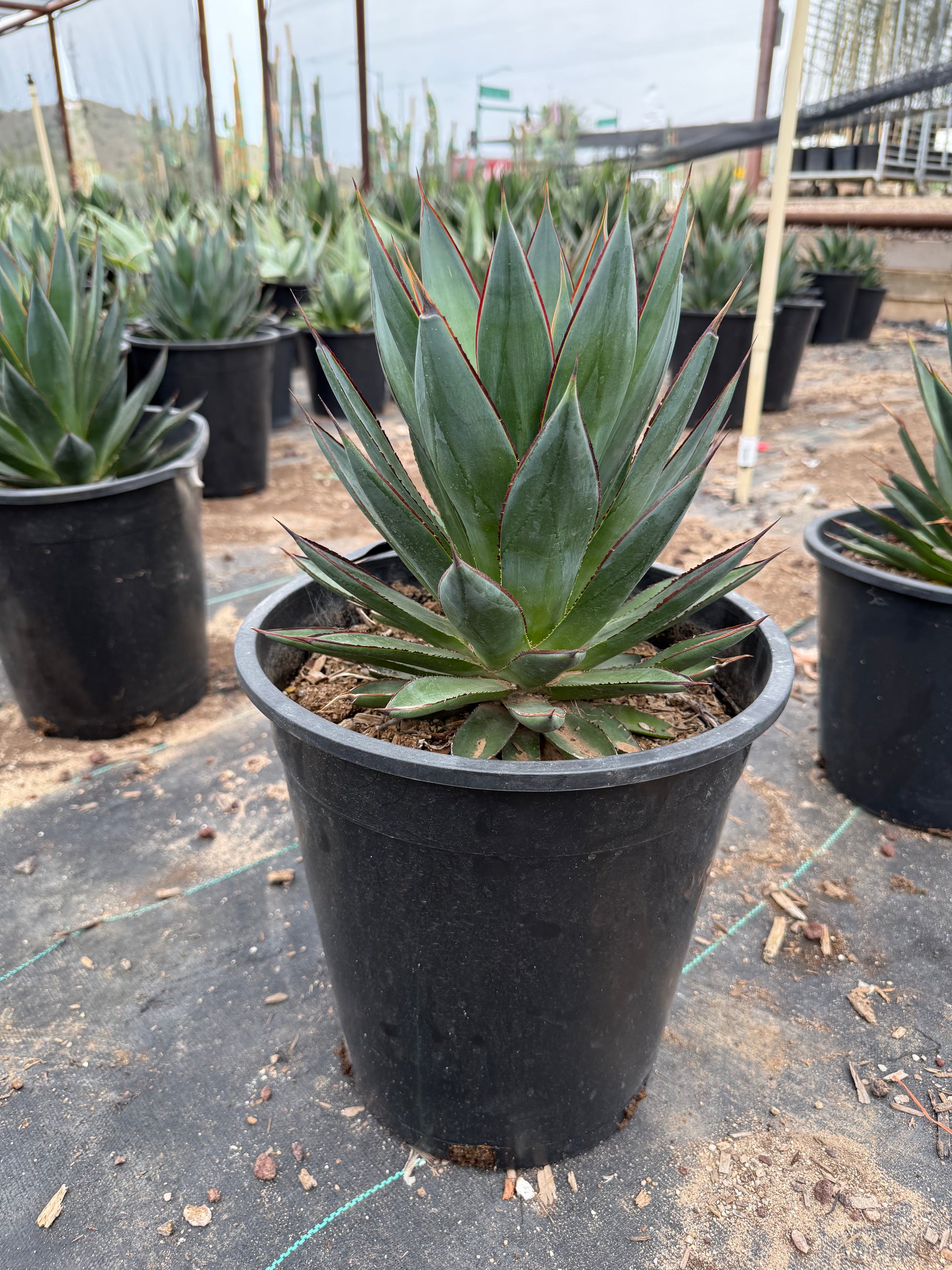 agave blue glow succulent Buy Blue Glow Agave Phoenix, AZ | Agave 'Blue Glow'