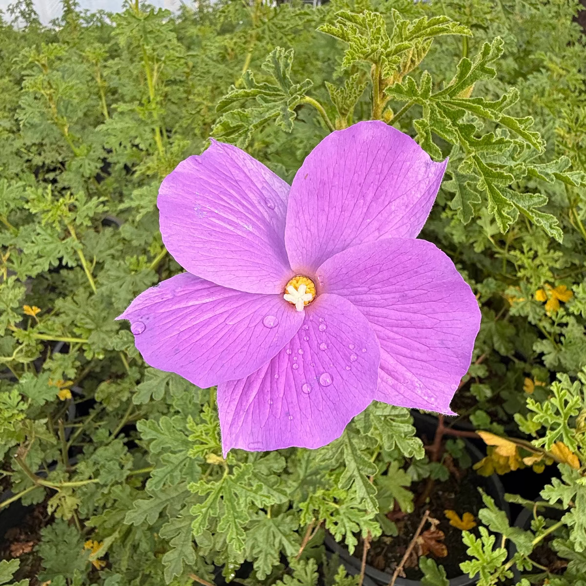 lavender hibiscus flower Buy Blue Hibiscus Phoenix, AZ | Alyogyne huegelii