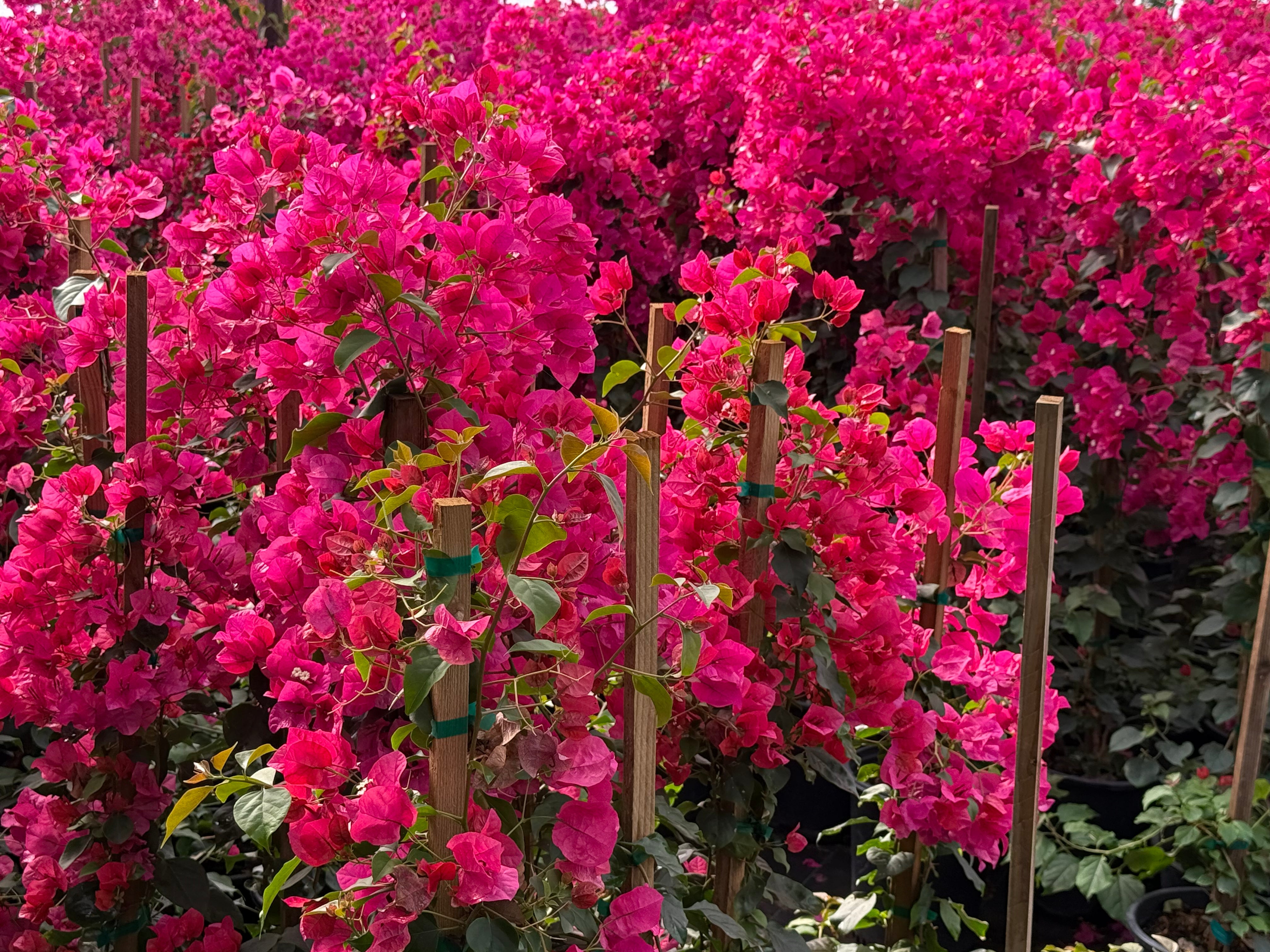 5 Gallon Barbara Karst Bougainvillea covered in magenta-red bracts on stakes in nursery — Phoenix, AZ