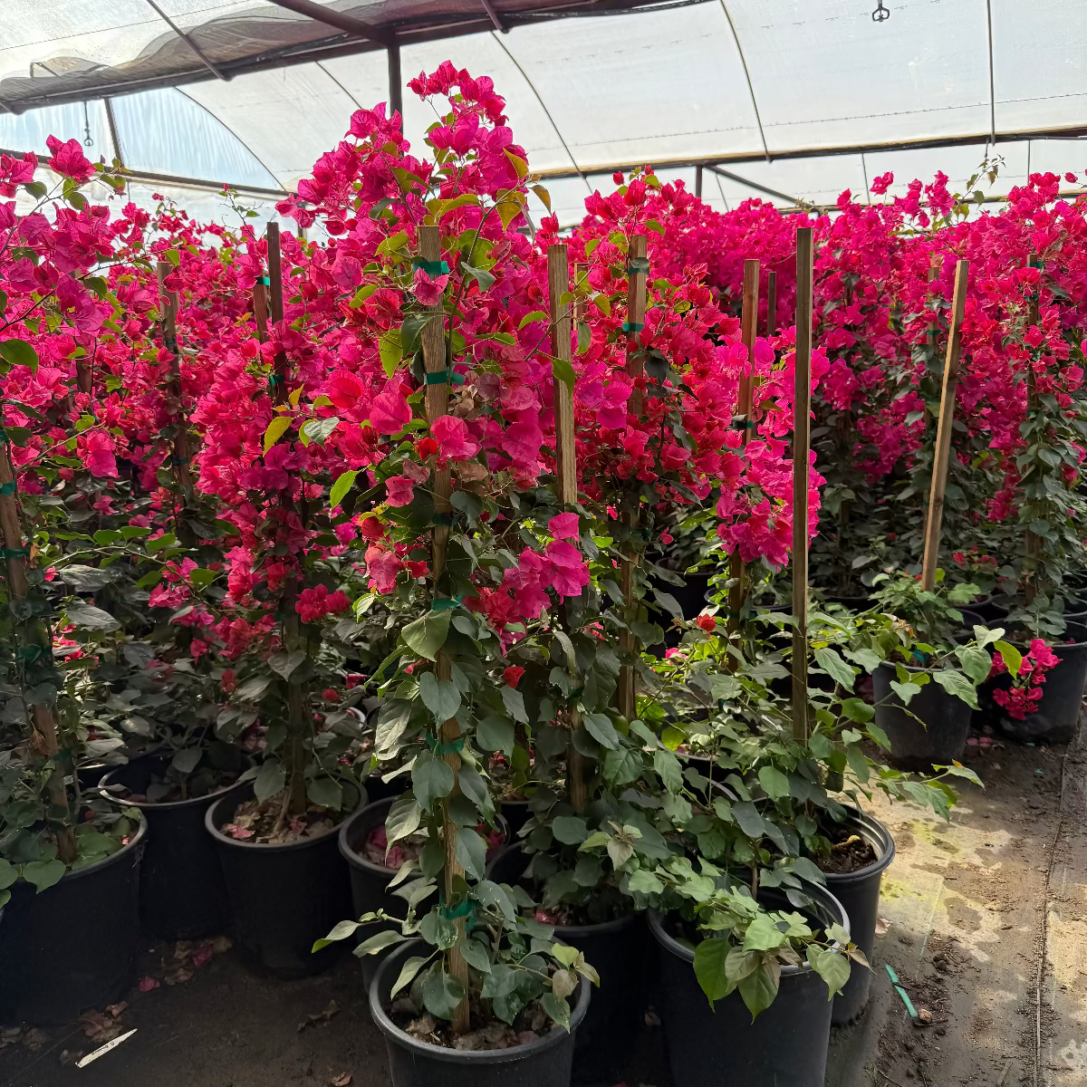 5 Gallon Barbara Karst Bougainvillea with blazing magenta bracts in nursery — Phoenix, AZ