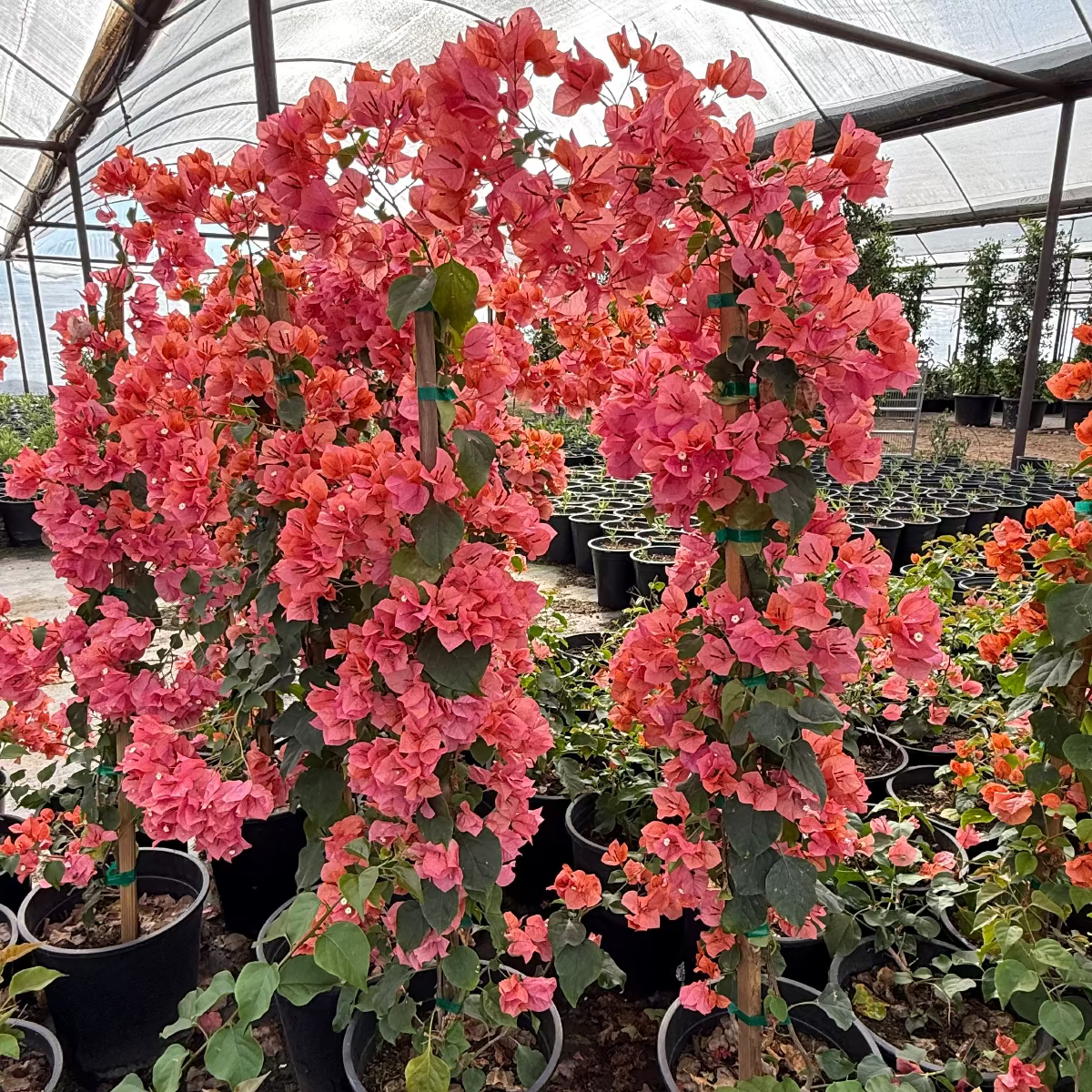 bougainvillea plant in a pot Buy Rosenka Bougainvillea Staked Phoenix, AZ