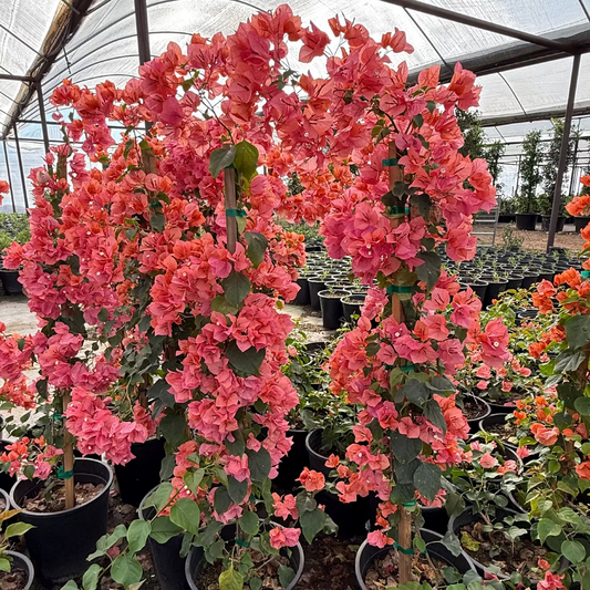 Bougainvillea 'Rosenka'