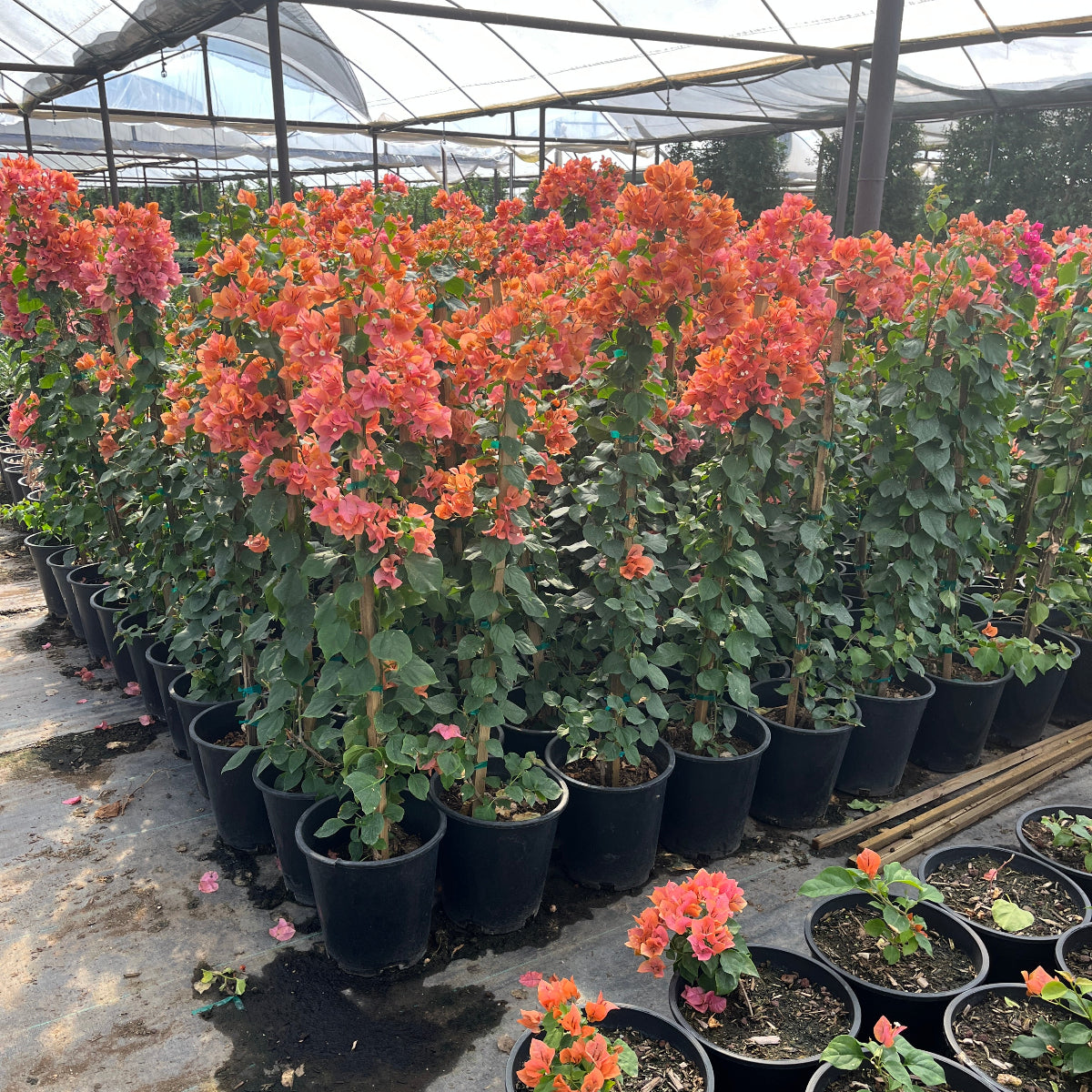 Bougainvillea 'Rosenka'-Staked