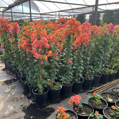 Bougainvillea 'Rosenka'-Staked