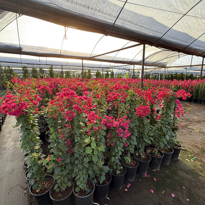 Barbara Karst Bougainvillea-Staked