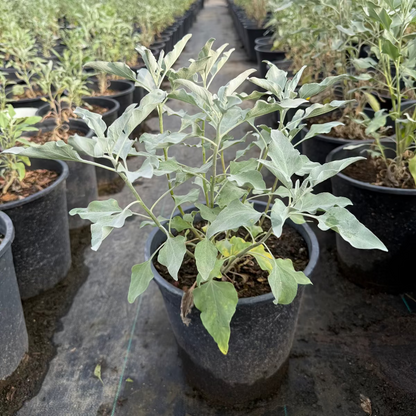 5 gallon Brittlebush (Encelia farinosa) silvery foliage in black nursery pot, nursery rows — Phoenix, AZ