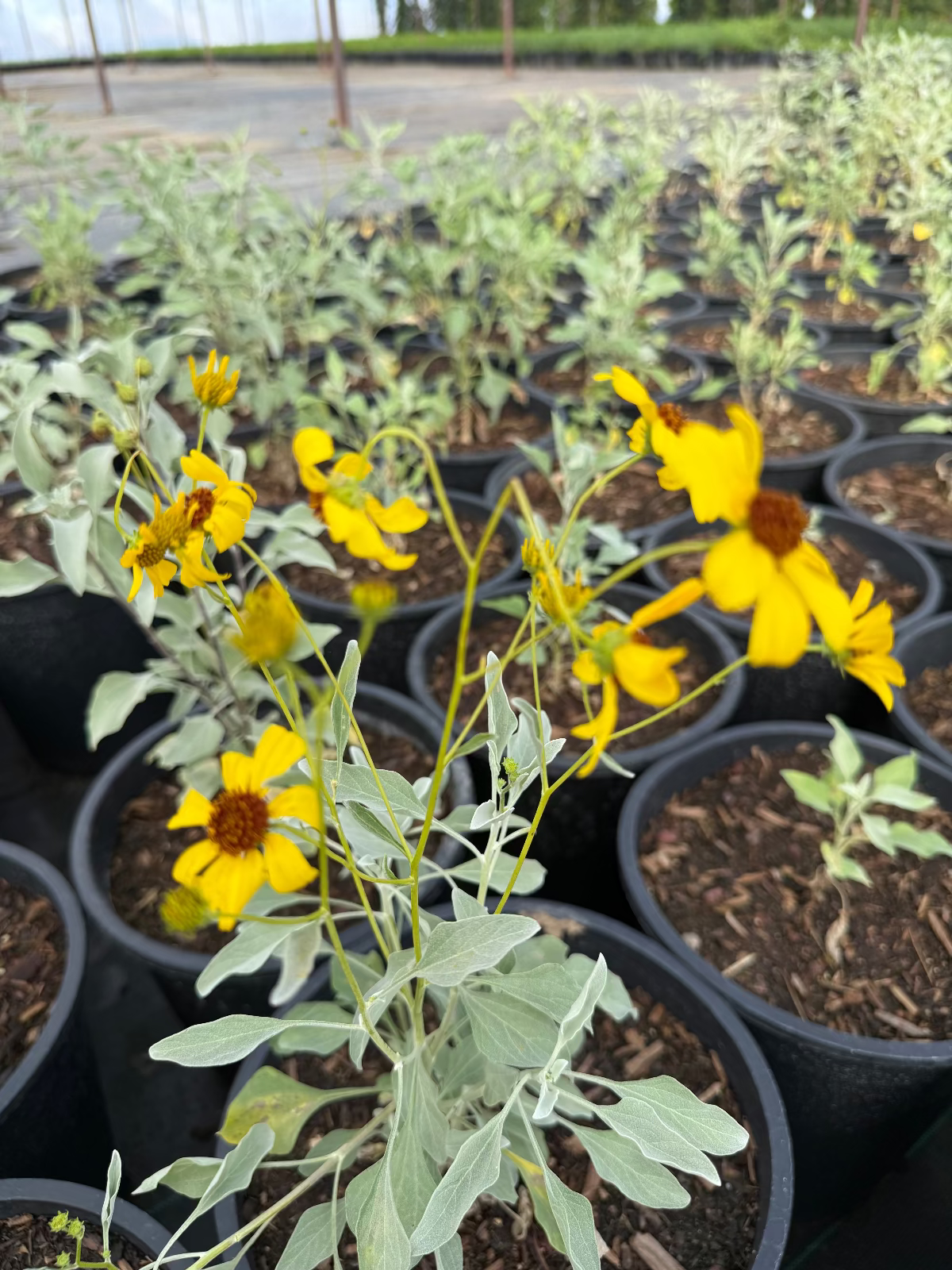 5 gallon Brittlebush plants with yellow daisy flowers in black nursery pots — Phoenix, AZ