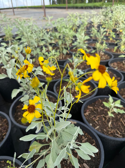 5 gallon Brittlebush plants with yellow daisy flowers in black nursery pots — Phoenix, AZ