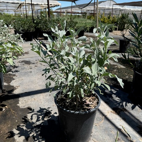 5 gallon Brittlebush (Encelia farinosa) in black nursery pot at greenhouse — Phoenix, AZ