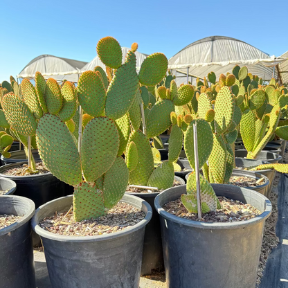 tiny prickly pear cactus Buy Cinnamon Prickly Pear Phoenix, AZ | O. microdasys