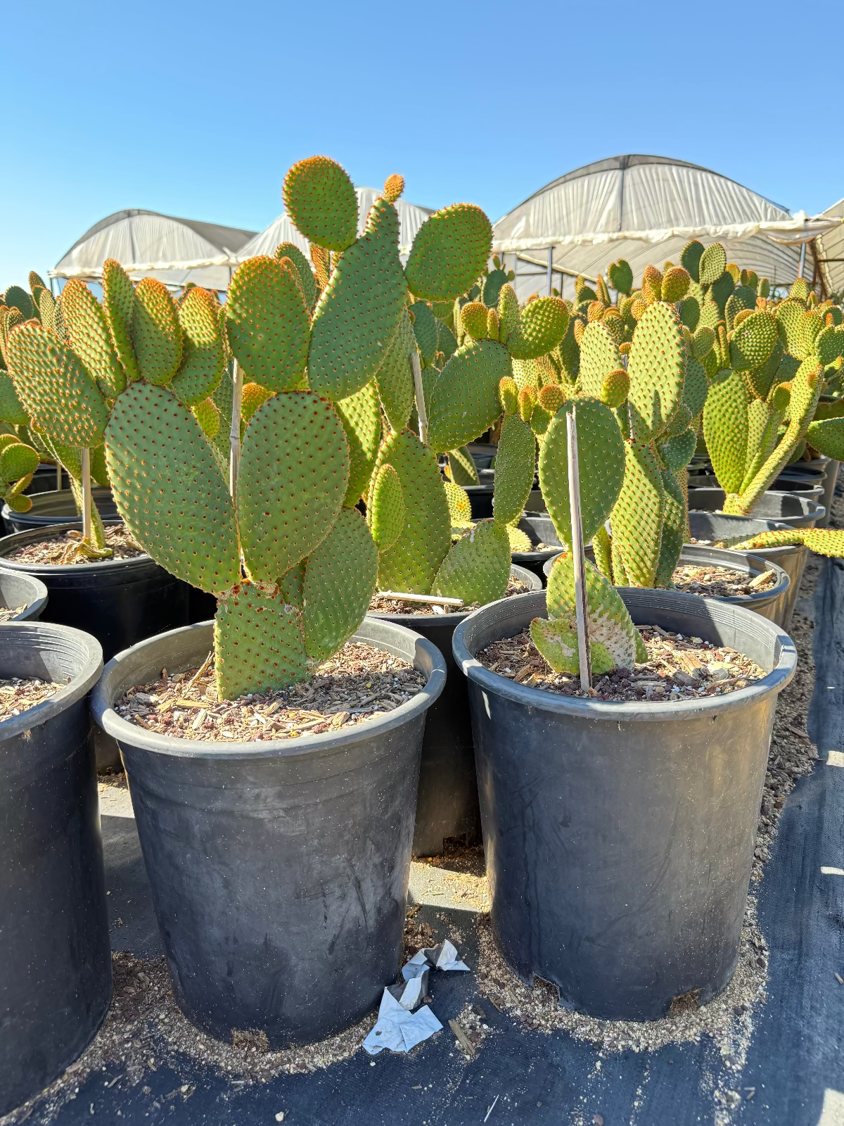 atroviridis | Opuntia Pay - opuntia オプンチア ID Them Plants 小型