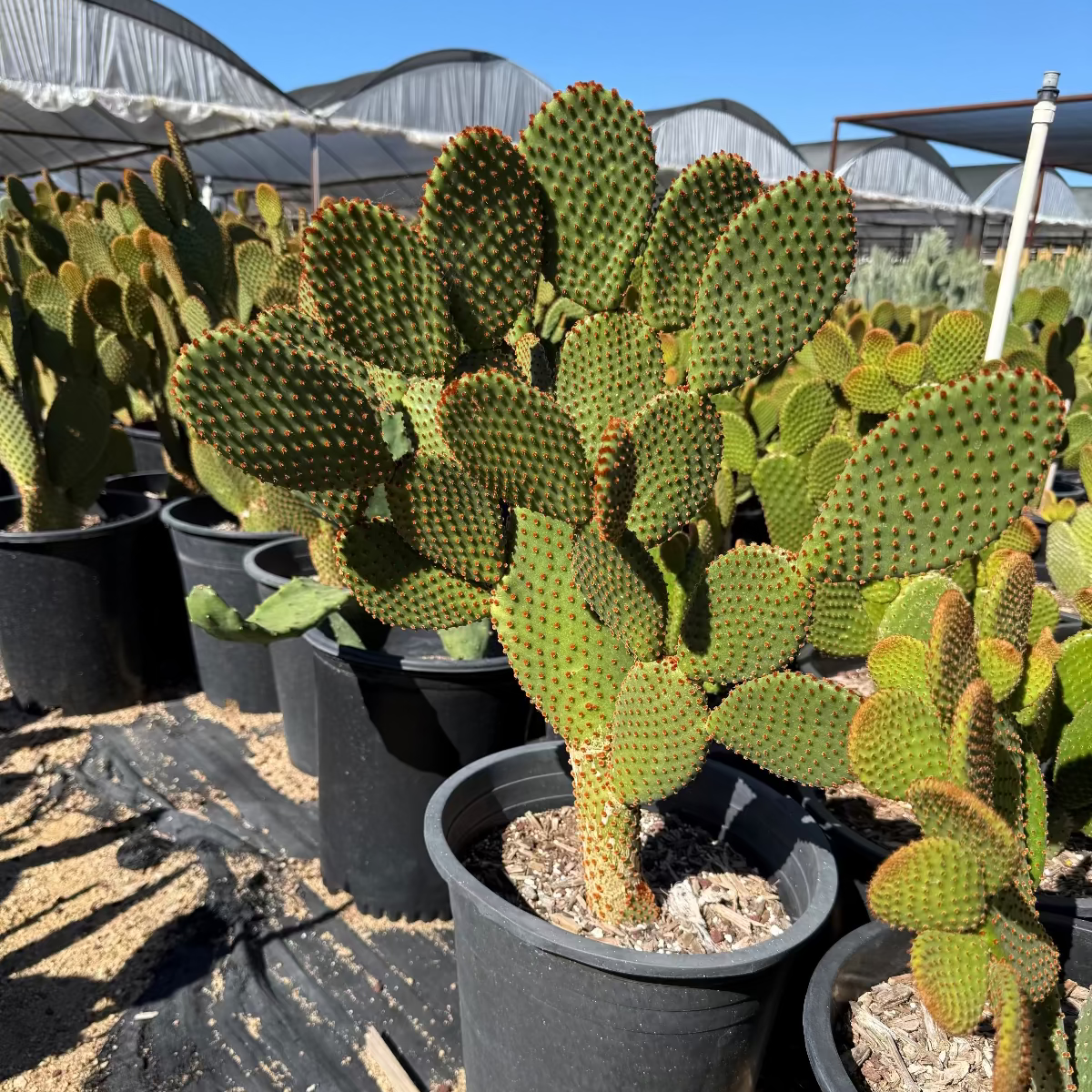 cinnamon plant nursery Buy Cinnamon Prickly Pear Phoenix, AZ | O. microdasys