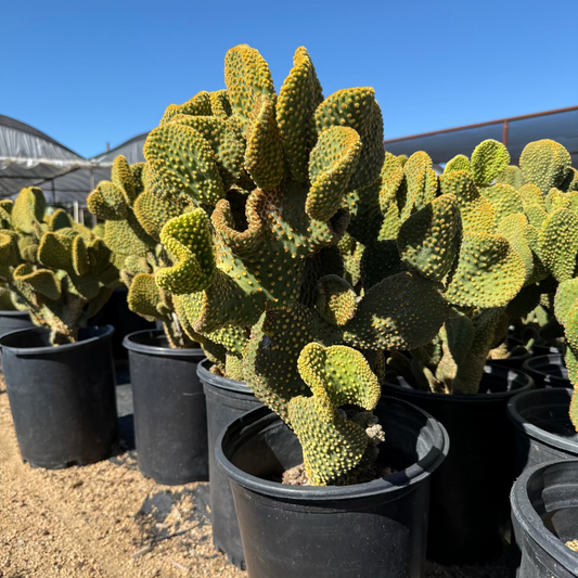 5 gallon Crested Microdasys (Opuntia microdasys monstrosus) crested cactus in nursery pot — Phoenix, AZ