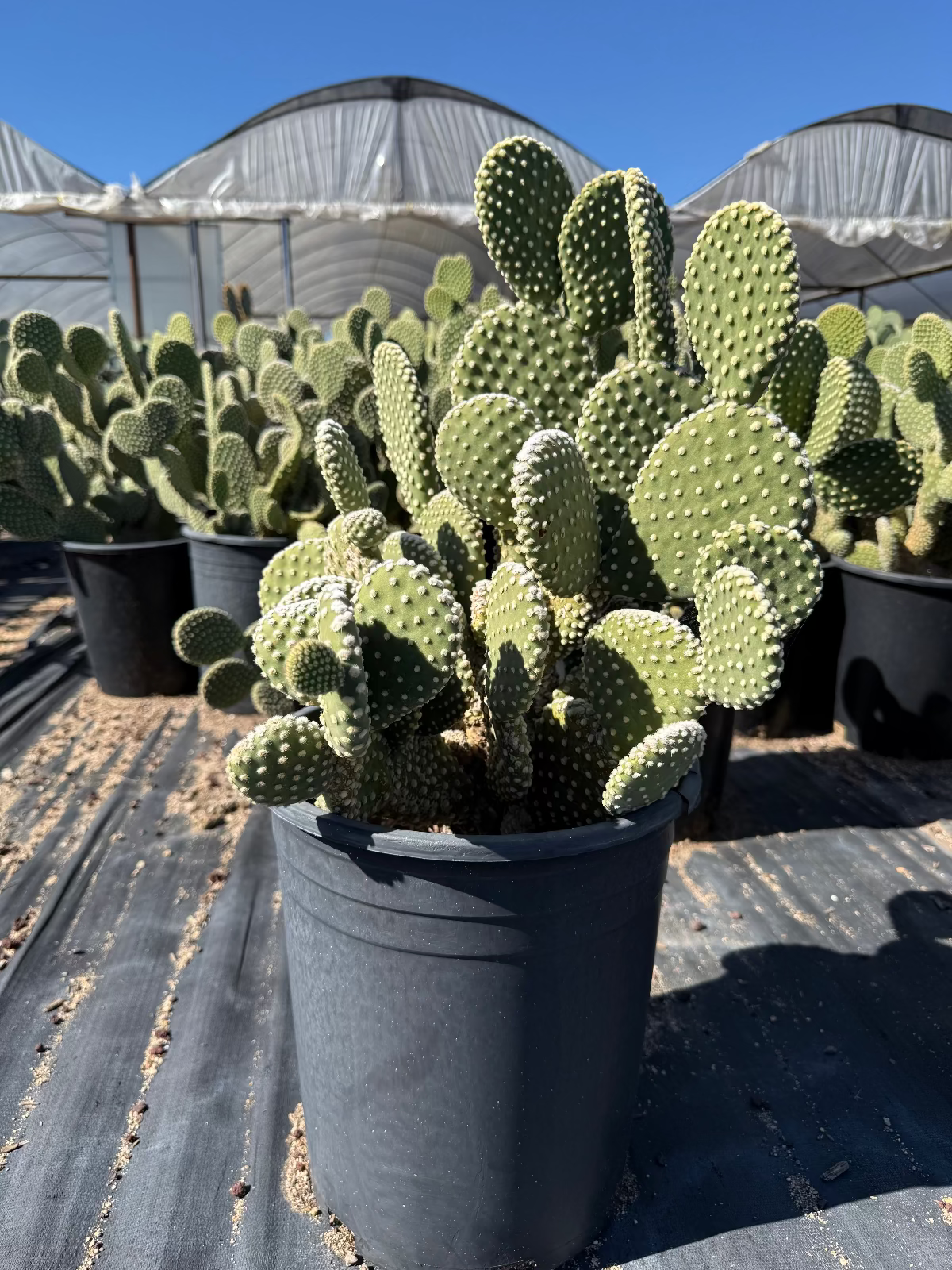 big prickly pear cactus Buy White Dot Prickly Pear Phoenix, AZ | O. microdasys